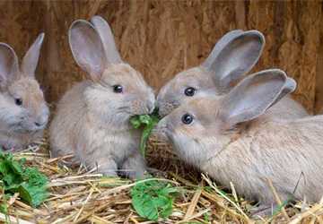 How to Plan the Perfect Diet for Herbivorous Pets