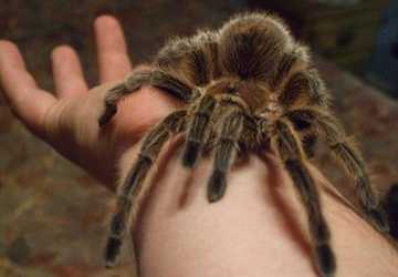 Top 10 Myths About Spiders That You Should Know