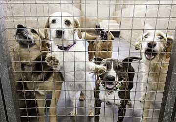 How to Organize a Pet-Themed Event or Fundraiser