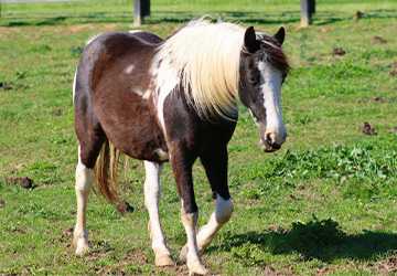 Top 10 Experiences Every Horse Owner Should Try