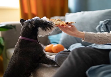 How to Manage Your Pet’s Diet: Nutritional Balance Tips
