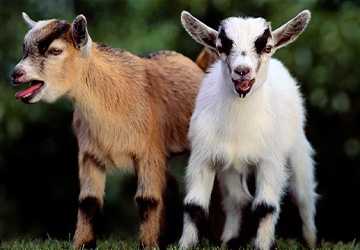 Top 10 Reasons Why Goats Make Great Backyard Pets