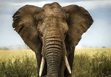 Top 10 Wildlife Adventures for Animal Enthusiasts