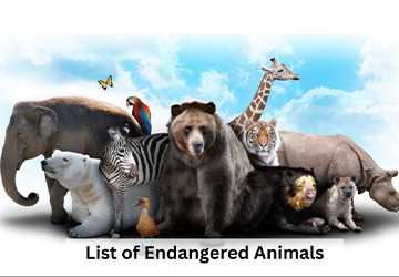 Top 10 Endangered Animals and How to Help Them