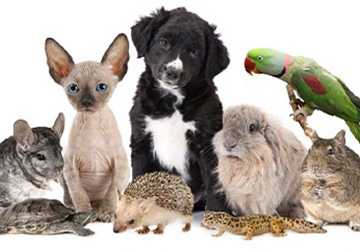 Top 10 Exotic Mammals to Keep as Unique Pets