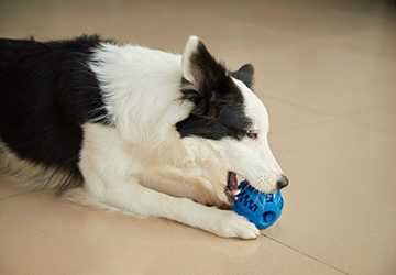 Top 10 Pet Gadgets That Changed the Game in 2023