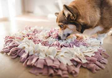 Top 10 DIY Toys to Keep Your Dog Engaged for Hours