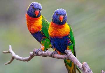 Top 10 Bird Songs to Soothe Your Morning: Melodic Avian Wonders