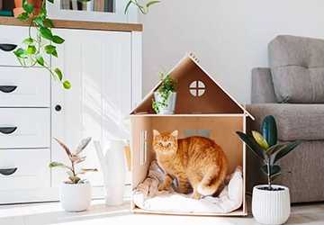 How to Design a Cozy Spot for Your Feline: Cat Nook Ideas