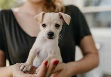Adopting vs Buying: What’s Best for You and Your New Pet