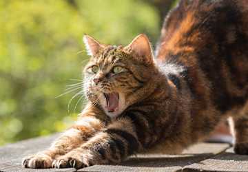 Understanding Your Cat’s Body Language: A Comprehensive Guide