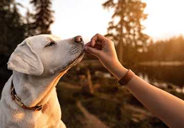 10 Proven Methods to Train Your Dog Like a Pro