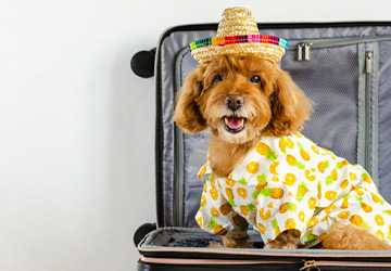 7 Essential Tips for Traveling with Pets