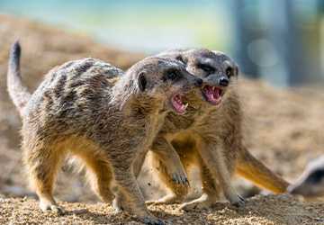 Top 5 Exotic Pets You Can Legally Own