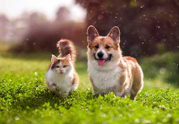 The Top 5 Best Pet Insurance Plans Reviewed