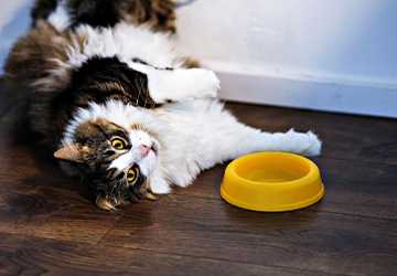 Why Organic Food is a Must for Your Cat’s Diet