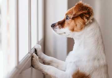 How to Pet-Proof Your Home: A Complete Guide