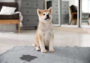 6 Tips to Successfully House Train Your New Puppy