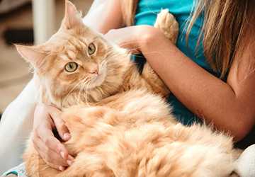 5 Best Cat Training Tips to Foster a Loving Bond
