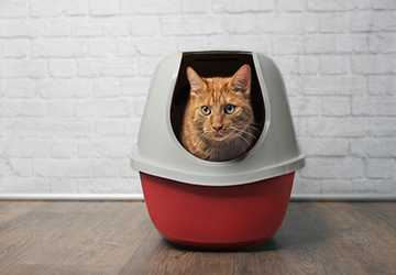 6 Quick & Easy Tips to Solve Common Litter Box Problems