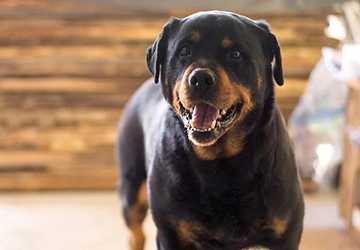 5 Most Intelligent Dog Breeds and Their Unique Characteristics