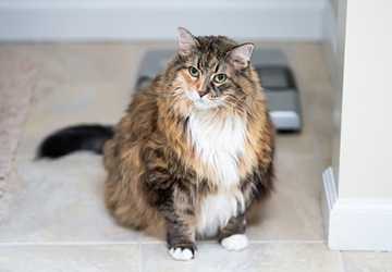 6 Easy Tips to Help Your Cat Maintain a Healthy Weight