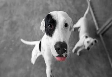 7 Reasons You Should Consider Adopting a Rescue Dog