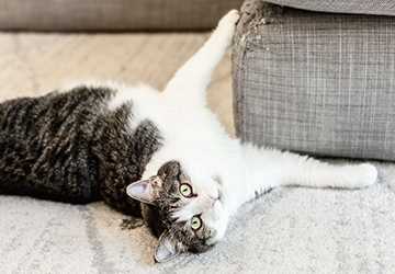 6 Fascinating Facts About Feline Behavior and Instincts