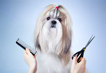 5 Must-Have Dog Grooming Tools for Your Furry Friend