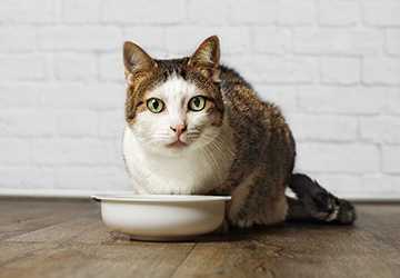 7 Benefits of a Balanced Cat Diet: Feeding for Longevity
